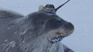 Seals helping researchers gather data in Antarctica | FOX 7 Austin