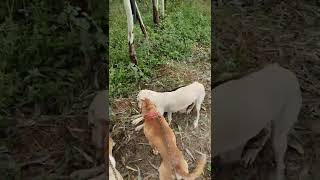 pitbull fight pitbull want to attack on her friend
