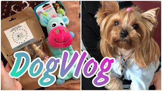 DogVlog: поехали на прививку, покупки из зоомагазина