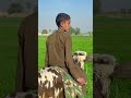 bull riding shorts bullriding bull punjabi farming animals