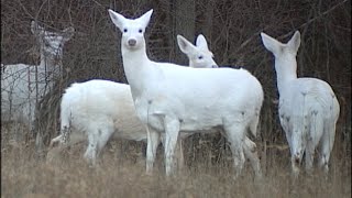 Seneca white deer | कभी आपने सफेद हिरण देखा? | Nature is beautiful |