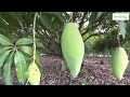 nam doc mai mango a high yield dwarf tree for container growing