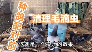 【小悠賽鴿】020期：種鴿配對前第二步,健康的種鴿才有機會撫育出優秀的賽鴿