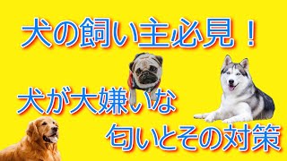 ポメラニアンきらチャンネル164　犬の飼い主必見！犬が大嫌いな5つの匂いとその対策