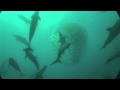 Sardine Run with Blue Wilderness