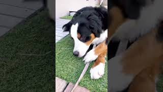 日陰大切‼︎犬はもうここから動かない‼︎バーニーズマウンテンドッグのギズモ【今日のギズモ】Bernese Mountain Dog #youtubeshorts #shorts #animal