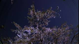 桜と星　2019年4月3日(水）撮影分