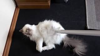 ブラッシングあとの抜け毛をキレイにしようね♪可愛いラグドール猫［Ragdoll Cat Ruu #347］Let's clean the falling hair after  brushing