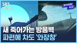 새 날아와 부딪히는 '방음벽'…동물에게도, 사람에게도 위험하다 / SBS / 모아보는 뉴스