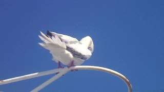 アカアシカツオドリ（1）繁殖？（南硫黄島） - Red-footed Booby - Wild Bird - 野鳥 動画図鑑