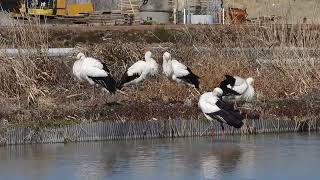 鳴門コウノトリ 2025/02/09 撮影 成長記録 徳島県鳴門市