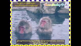 Snow Monkey Park (ရေပူစမ်းစိမ်တဲ့မျောက်လေးတွေ ရှိရာနေရာ)