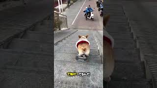 犬はこのスケールにどのように反応しますか😳