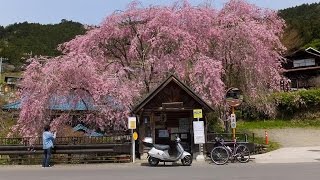 2016.4.16  おやじの集いに参加＆人里へんぼり枝垂れ桜観賞ツーリング　I WiSH明日への扉