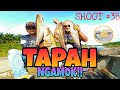 Hasil Menajur Ikan Tapah Sungai Muar #ikantapah #toman #keli #ikansungai #rivermonster #tajurtapah