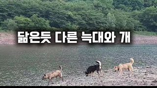 닮은듯 다른 늑대와 개