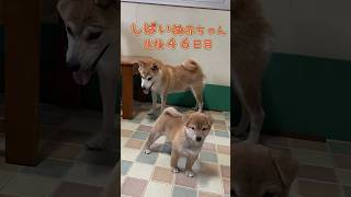 しばいぬ赤ちゃん成長日記🐾生後４６日目#柴犬#shiba #癒し