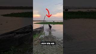 নদীর বেলে মাছ ধরা #short #shorts #youtubeshorts