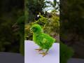 Green chicks after 25 days #shortsvideo #chick