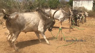 OMG Jallikattu bulls furious action