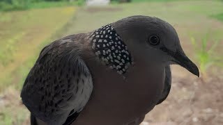 SUARA BURUNG TEKUKUR, SUPER JERNIH BURUNG HUTAN PASTI NYAMBAR!!!!!