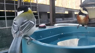 ヤマガラさんとシジュウカラさんが仲良く水を飲む