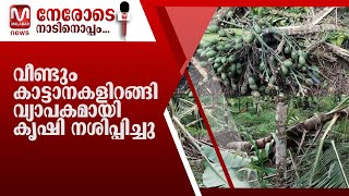 മൈലാംപാടം, പൊതുവപ്പാടം മേഖലയിൽ വീണ്ടും കാട്ടാനകളിറങ്ങി വ്യാപകമായി കൃഷി നശിപ്പിച്ചു