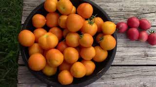 Haley's Rainbow Variegated Tomato Taste Test