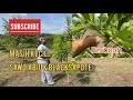 Sawo abiu masih kecil sudah berbuah #petani #kebun #petanimuda #blacksapote #fruit