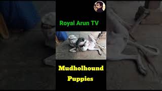 Mudholhound \u0026 Caravanhound Puppies For Sale/Royal Arun TV