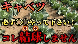 【キャベツ】結球しない人は必ず確認してください。上手く育てる方法は〇〇が重要です。