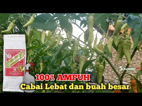 Pupuk Gandasil B /cara Pemupukan Gandasil B Pada Tanaman Cabai Rawit ...