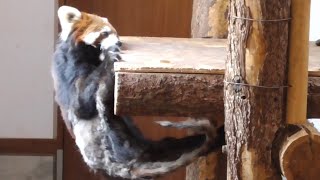 レッサーパンダ　ホーリーちゃん　お茶目な様子です　【茶臼山動物園】