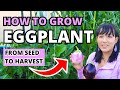 The Ultimate Eggplant Growing Guide: From Seed To Harvest #eggplant #garden #urbangardening  #plants