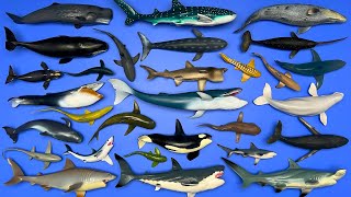 29 Sharks \u0026 Whales: Megalodon, Whale Shark, Orca, Blue Whale, Mako Shark, Gray Whale, Etc. MN071