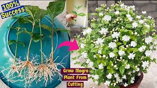How To Grow Mogra🌼Jasmine🌼 Plant🌱 From Cutting|Mogra|Jasmine|Growing Mogra With Best Rooting Hormone