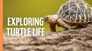 The Incredible World of Turtles - Secrets of Ancient Survivors | Full Documentary