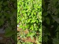 satisfying wild basil