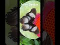 unseen butterfly diadem female s.e asia butterfly nature peace life mothernature