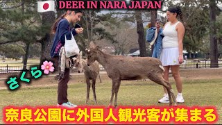 奈良公園に外国人観光客が集まる | nara deer | 外国人 日本食 | 奈良公園 | 奈良公園 桜 | 外国人 | 桜 外国人 | nara park | 奈良鹿 | 奈良の鹿 | vlog