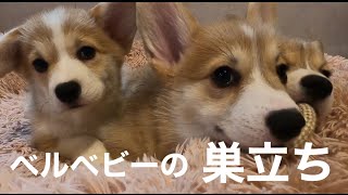 【DogHill】天使達の巣立ちの時【コーギーブリーダー】