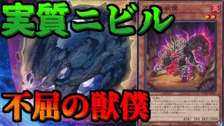 【#遊戯王】メルフィーの新しいお友達「不屈の獣僕」【カード紹介】