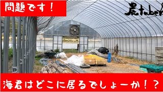 『じゃがいも途中経過』浴光催芽による芽出しの成果は！？