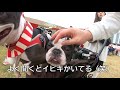 【犬のイベント】イオンペットフェス2019 30ｍ走にもチャレンジ！イオンモール幕張新都心【フレンチブルドッグとボストンテリア】