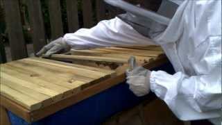 Full Top Bar Barrel Bee Hive Inspection (3 Weeks In) 2 of 2