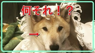 やる気の無い柴犬「コロちん」を一瞬でやる気にさせる方法がコレ‼︎ Japanese Shiba dog likes toy inside this cabinet