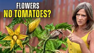 Tomato Flowers But No Fruit? 3 Critical Problems To Fix ASAP