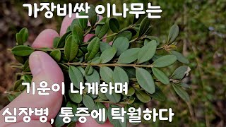 기운을 북돋고, 전신통증에 탁월하며~심장을 튼튼히한다