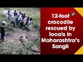 12 foot crocodile rescued by locals in maharashtra’s sangli