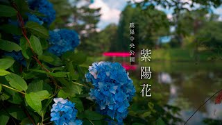 北秋田市 “鷹巣中央公園 (紫陽花)  ” あきたチョットいいとこ巡り #akiak【 VIRTUAL JAPAN (countryside) 】